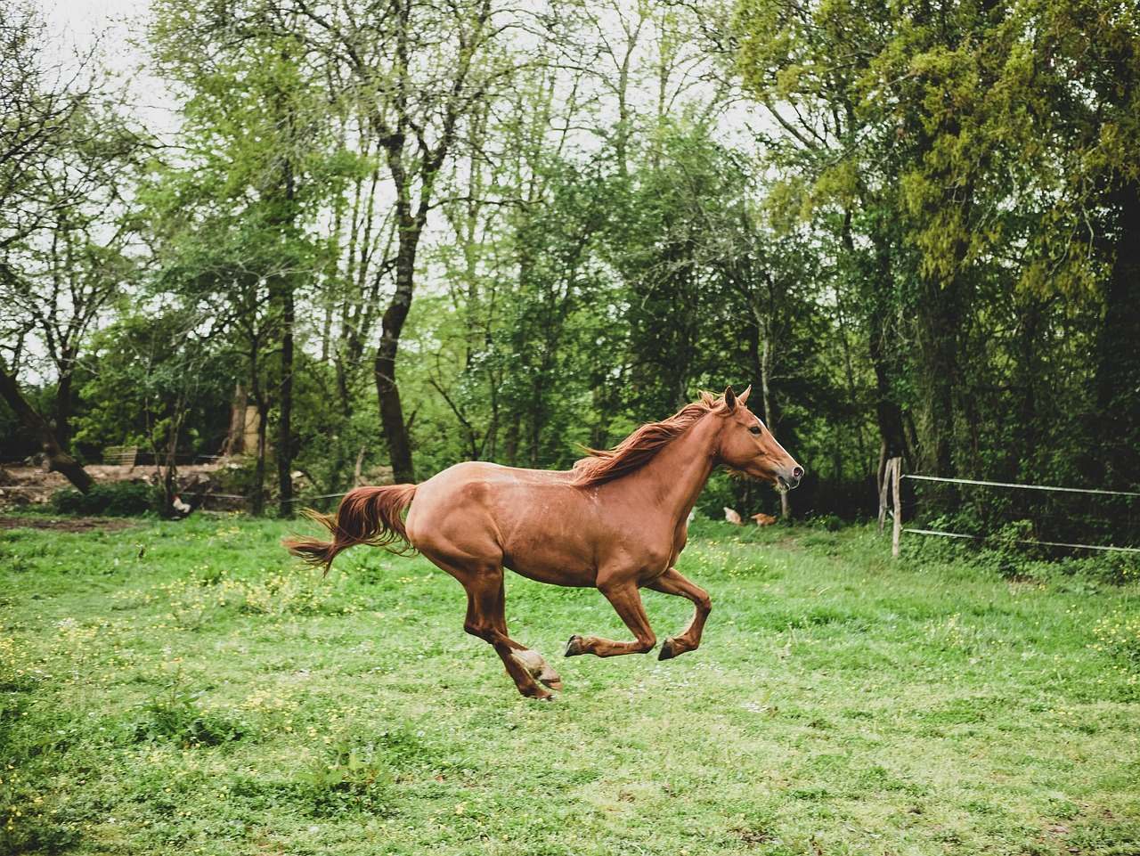 myosite cheval ou coup de sang