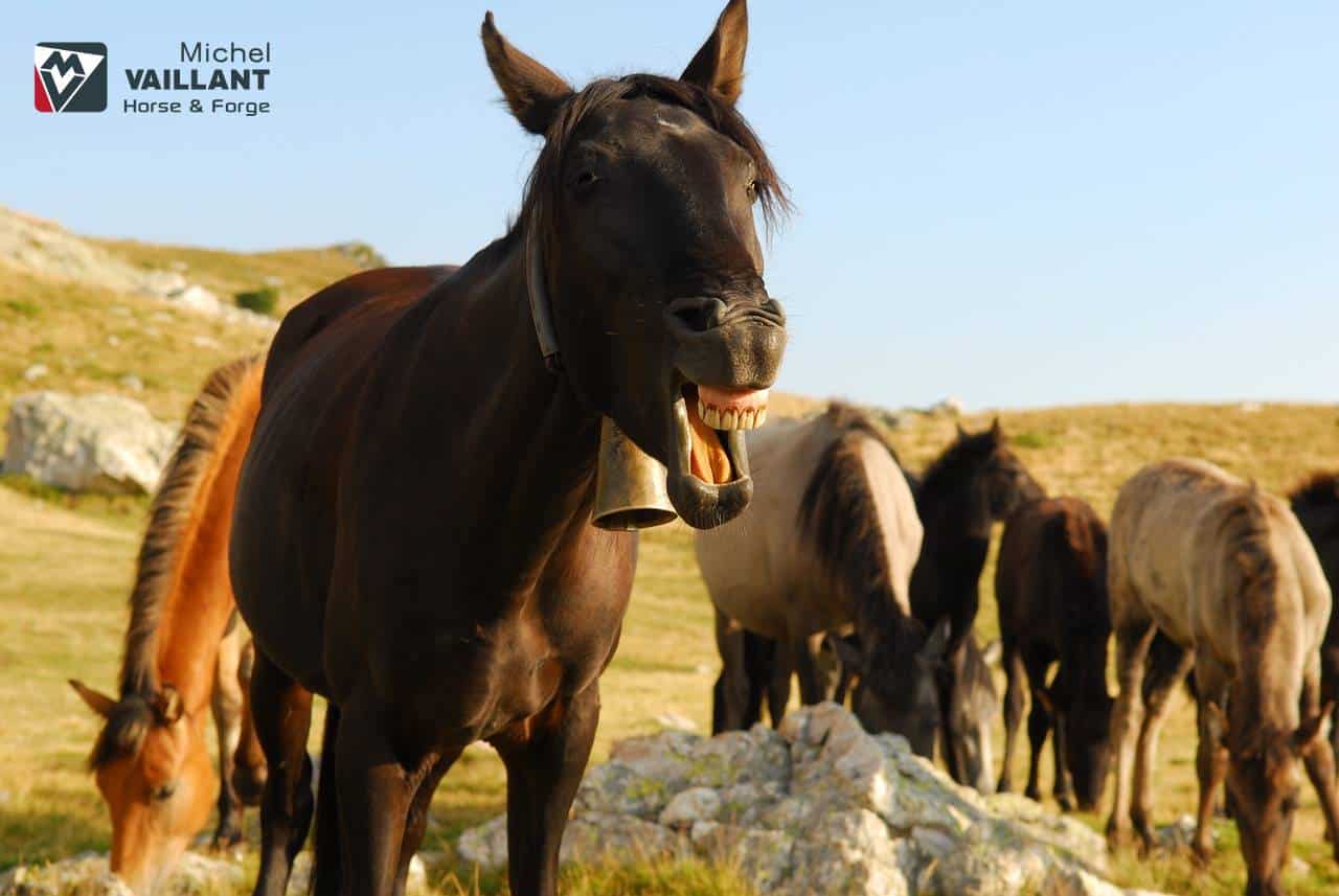 Soigner la bleime chez le cheval