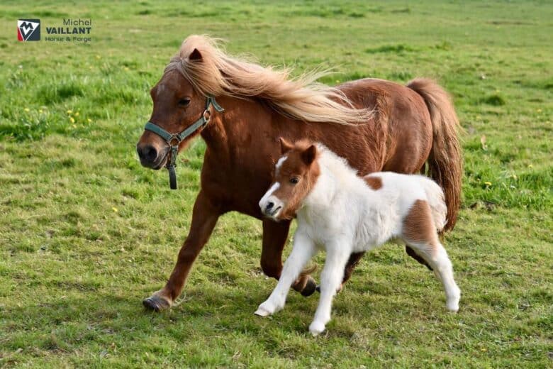 fourbure du cheval ou poney