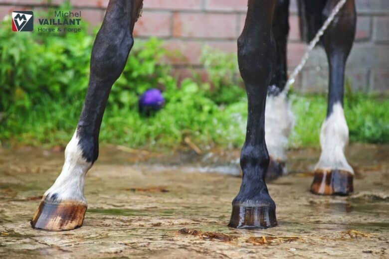 Bienfaits biotine pour chevaux non ferrés